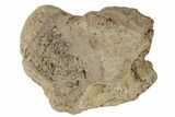 Fossil Fish (Ichthyodectes) Vertebra - Kansas #187403-1